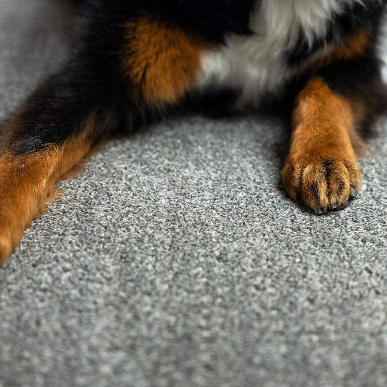 Pet Perfect Carpet By Shaw